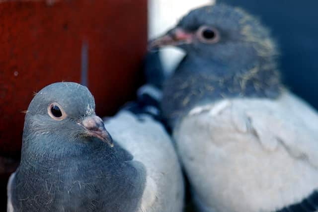 Pigeons were found to be radioactive at Sellafield