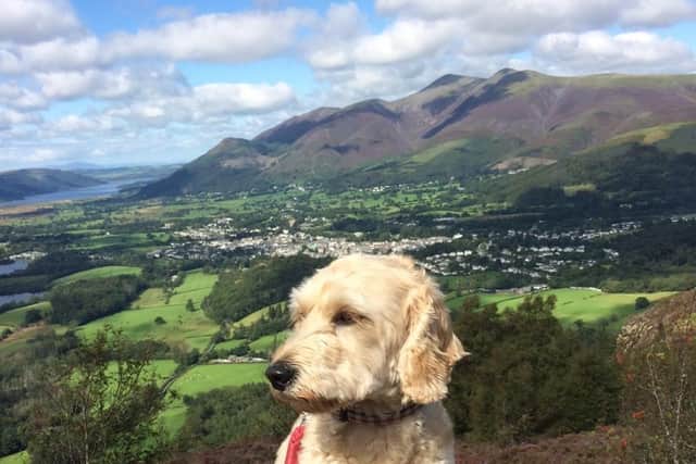Jasper enjoying a day in the country