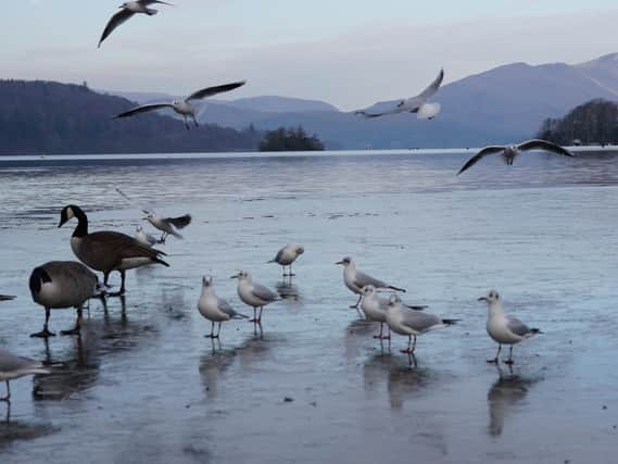 It is the first time in 10 years that parts of Lake Windermere have frozen over