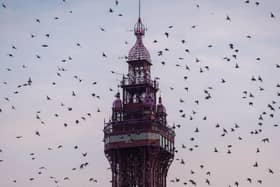 Starling murmurations around North Pier