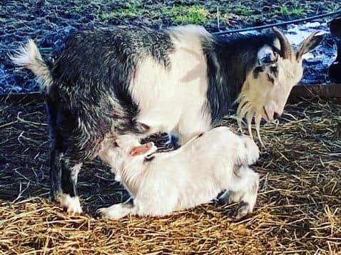 The baby goats were snatched from a farm in Burscough