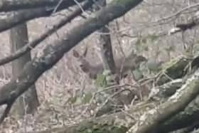 Josh Kramer spotted the deer in Preston's Haslam Park this morning (Friday, February 19). Credit: John Kramer