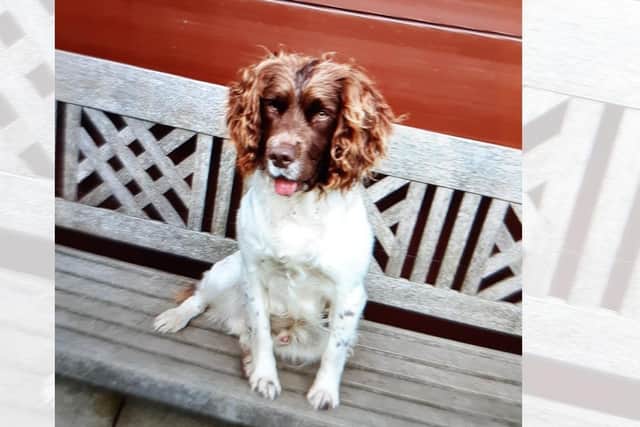 Stolen Springer Spaniel Keedy, who is two years old and liver and white in colour with one black paw, is believed to be in the Preston area