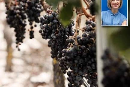 Syrah grapes hang in the Craggy Range vineyard. Inset, Rebecca Gibb MWMain image credit: Craggy Range