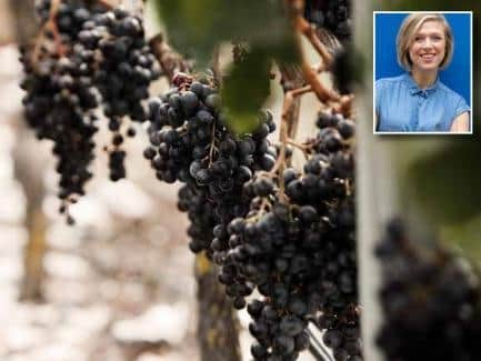 Syrah grapes hang in the Craggy Range vineyard. Inset, Rebecca Gibb MWMain image credit: Craggy Range