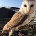 A desperate search has begun for missing barn owl Maus, who escaped from Hugo's Small Animal Rescue and Sanctuary's Grange Road, Hambleton branch yesterday. Photo: Bailey Lister