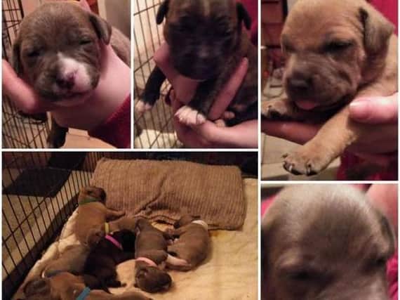 The litter of three-weeks old pups were stolen in the early hours of Wednesday morning (March 3) after burglars broke into a home in the Shadsworth area of the town