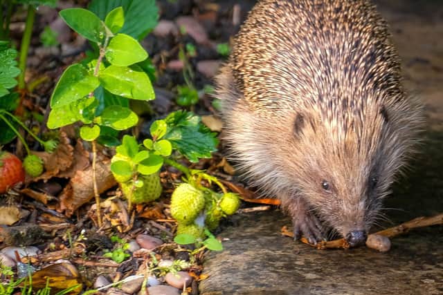 A hedgehog taken in the back garden by Dan Caley15, of  Adlington