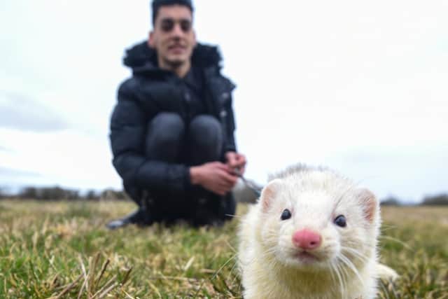 Bailey Lister, co-founder of Hugo's Small Animal Rescue and Sanctuary, with Oslo the ferret. Photo: Daniel Martino/JPI Media