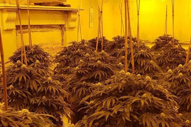 A 24-year-old Albanian man was arrested at a home in Blackburn Road, Great Harwood after officers uncovered a "sophisticated cannabis cultivation setup" with 100 plants inside. Pic: Lancashire Police