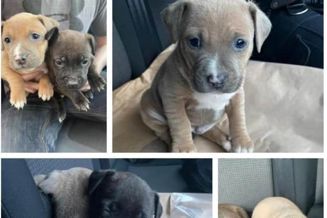 The Staffordshire Bull Terrier pups are believed to belong to a litter of nine snatched from a home in Shadsworth, Blackburn on Wednesday, March 3