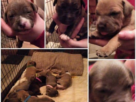 The litter of three-weeks old pups were stolen in the early hours of Wednesday morning (March 3) after burglars broke into a home in the Shadsworth area of the town