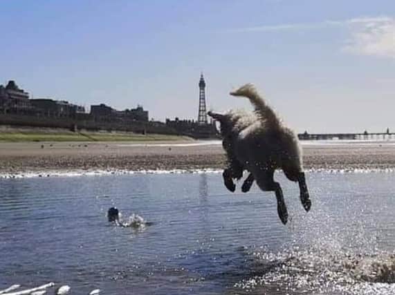Rachel's pooch Lando having a fantastic time playing fetch on a sunny day in Blackpool.