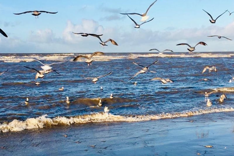 Seagulls hunting for fish on Cleveleys beach.