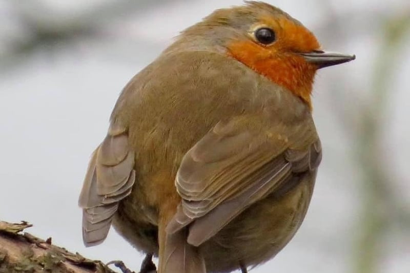 A cute little robin captured by Sarah Faulkner in Witch Wood, Lytham.
