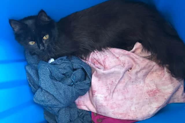 The black, semi-long haired cat was found by a member of the public in a blue recycling bin at the side of the road near the nursery in Stonygate, Preston on Thursday (March 25)