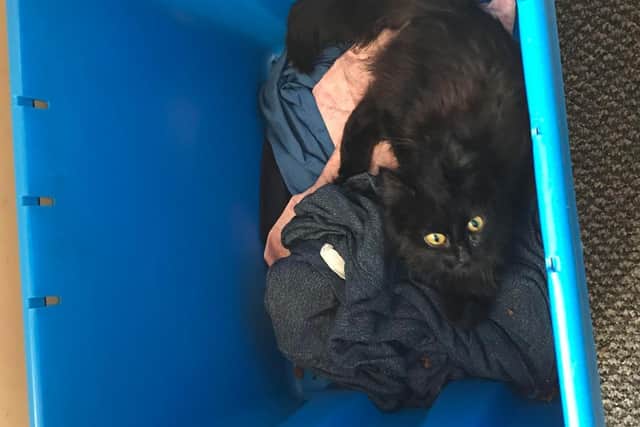 The cat was given medicine and monitored for several hours, with the vet hoping she might pull through, but sadly, the decision was made to put her to sleep to end her suffering