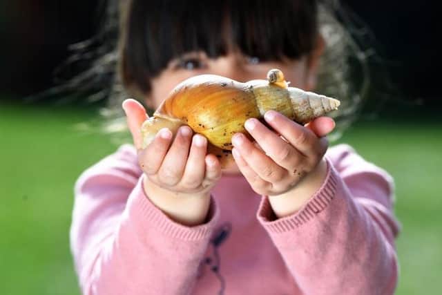 Ella Butlin, three, with an albino giant African land snail and on of its babies