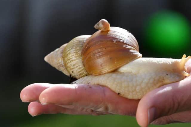 The giant snails can live up to 10 years old