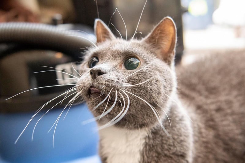 This blind cat also has hearing impairments but she has grown more confident at The Ark. The cat is able to venture outside safely when she pleases. The cat is also a food lover. Recently, Flo discovered the cat flap; but only when the hoover makes an appearance and she still hasn't discovered that it opens inwards too. She is not a fan of rain. Photo credit: Noah's Ark Cat Rescue and Sanctuary.