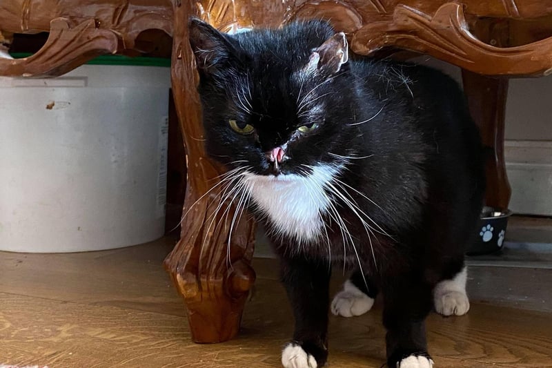It is thought that Precious was attacked by a dog or fox before coming to the Ark, from another cat rescue. She has lost half of an ear and her nose. Her 'nose' is always wet so prone to infection but the sanctuary can keep a 'close eye' on her.  Hopefully, Precious can join the other cats in the summer as she is currently living inside John and Julie's house. Photo credit: Noah's Ark Cat Rescue and Sanctuary.