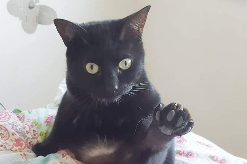 Martha has three legs and was found with a foot hanging off. Her previous owners couldn't afford vet treatment and now she is resident at the Ark where she gets around just fine on three limbs. Martha no longer suffers from hip pain due to her deformed leg. Photo credit: Noah's Ark Cat Rescue and Sanctuary.