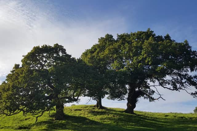 Ancient trees in Bowland (Photo: Bowland AONB)