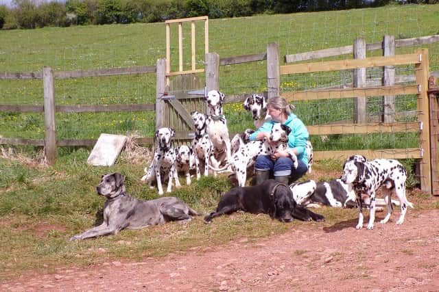 Sue Bell with her beloved Dalmatians
