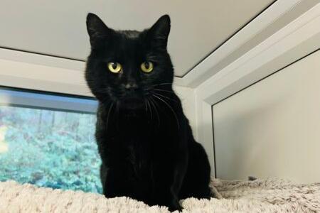 My confidence has grown since being at the centre thanks to the regular team and volunteers that visit me, although I am still not a big fan of loud noises, so, ideally I am looking for a quiet home to feel safe and comfortable in. I am a super loving cat and will make someone a great companion ♥