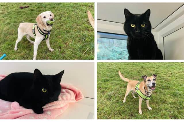 Could you give one of these pets a home?