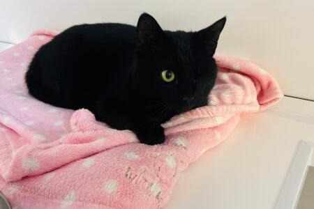 I’m a super sweet girl with a lovely, soft, silky coat. Unfortunately, before I came to the centre I lost one of my eyes. I am looking for a more rural home, away from busy roads, so I can stay safe when I am exploring outdoors. I would love a family who are in most of the day and are prepared for lots of cuddles!