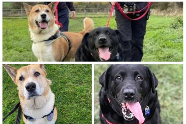 Darcy (nine year old Labrador) and Isla (10 year old Akita) have grown up together since they were pups. Darcy and Isla are looking for a big family that are ready to take on two dogs and give both equal amounts of love and attention.
Darcy is currently on a weight loss programme so her new family will need to be prepared to only treat her with carrots, no scraps from the dinner table!
