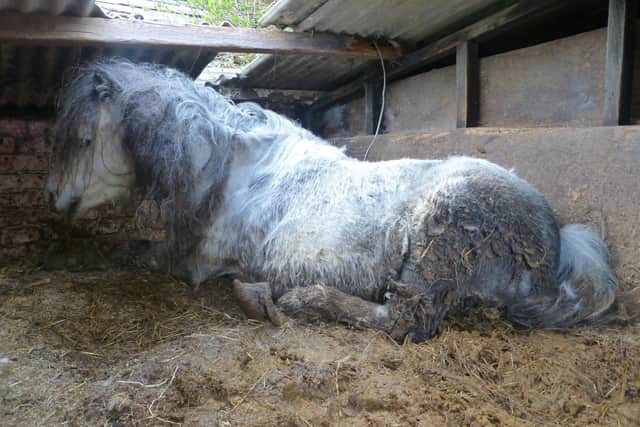 The living conditions that the ponies had to endure