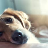 Golden retriever looking fed up