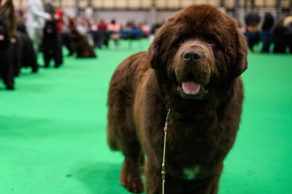 With it's combination of loyalty, intelligence and sweet nature, the Newfoundland is a great family dog. They may be huge, but they are also gentle and protective of children.