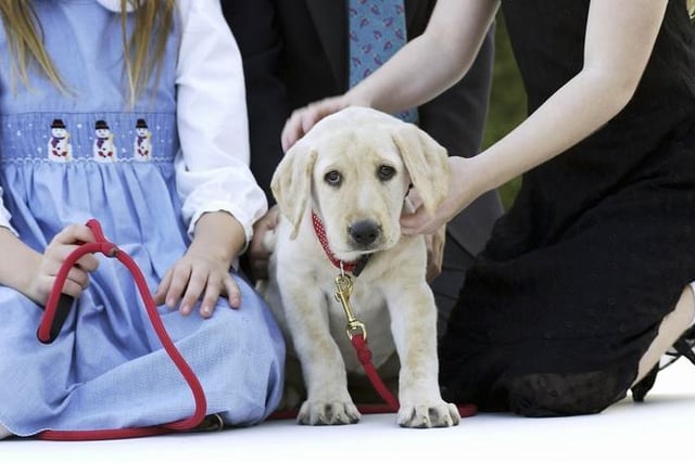 Not content with just being the most popular dog in the UK, the Labrador Retriever is also the most child-friendly - thanks to their friendly, loving and outgoing nature.