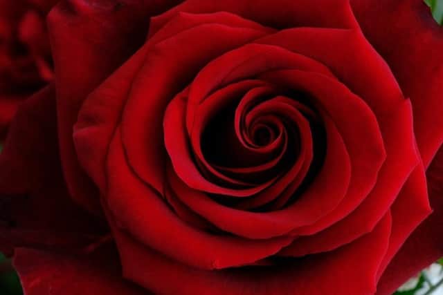 Roses are red ...