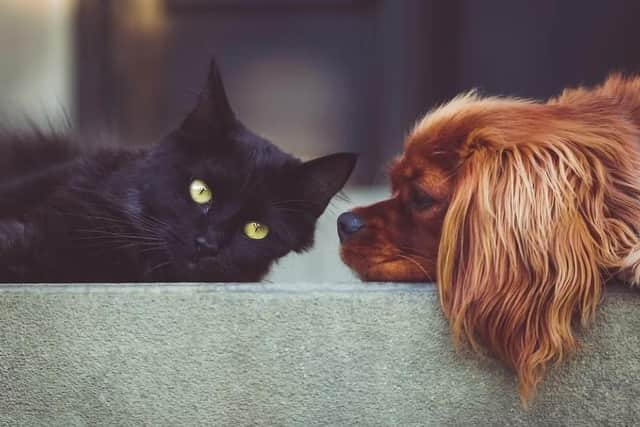 Need the service of a kennel of cattery? Then look no further