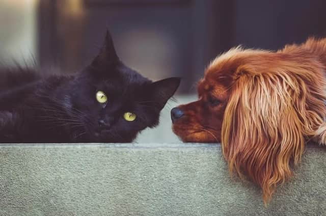 Need the service of a kennel of cattery? Then look no further