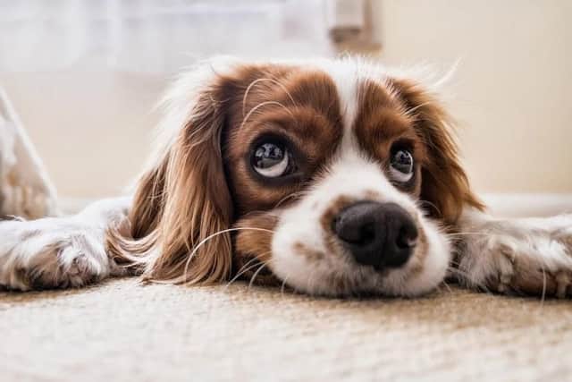 A good kennel is essential for your pooch when you go away