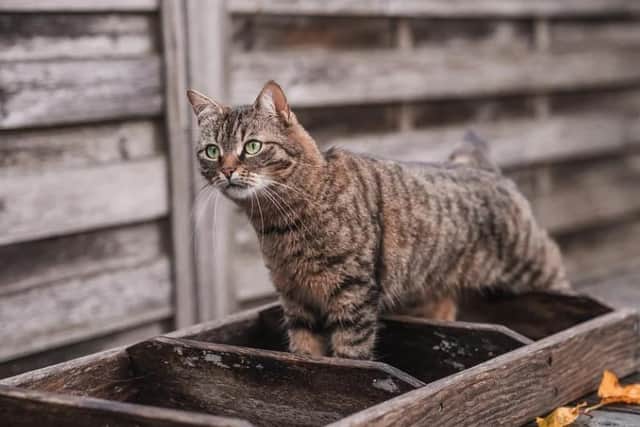 Do you have a favourite cattery?