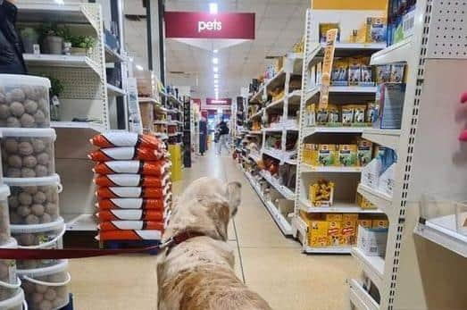 Wilko is welcoming pets in-store for the first time at 248 of its locations nationwide (Credit: Wilko)