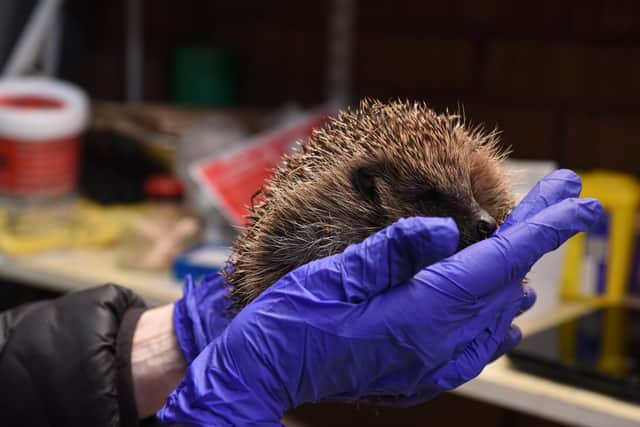 Leyland Hedgehog Rescue needs five to six people to help care for 20 poorly baby hedgehogs.