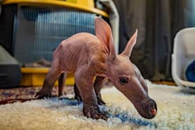 Dobby the aardvark weighed just 1kg.