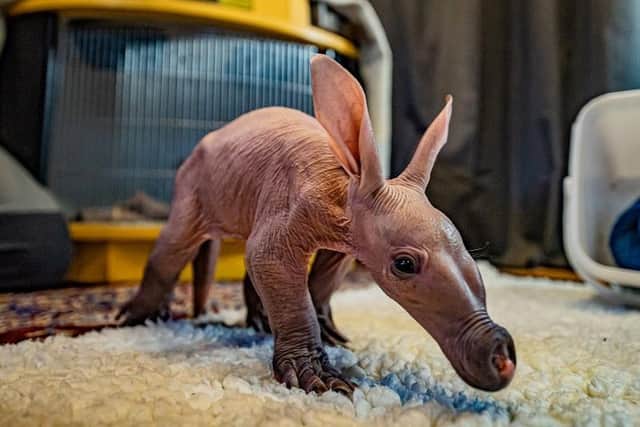 Dobby the aardvark weighed just 1kg.