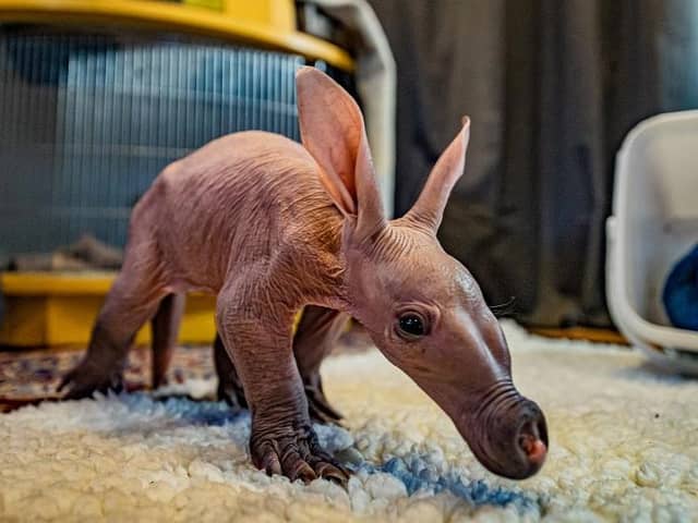 Dobby the aardvark weighed just 1kg.