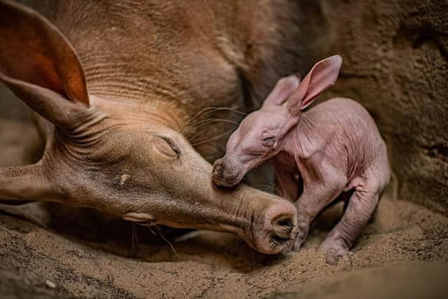 Dobby with mother Oni at Chester Zoo.