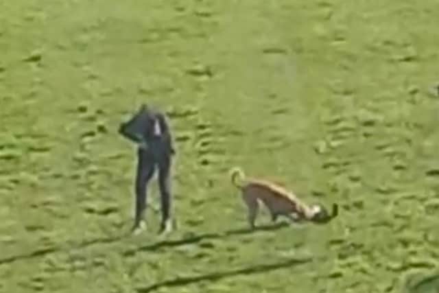 Two boys were filmed encouraging a dog to attack a cat in Burnley
