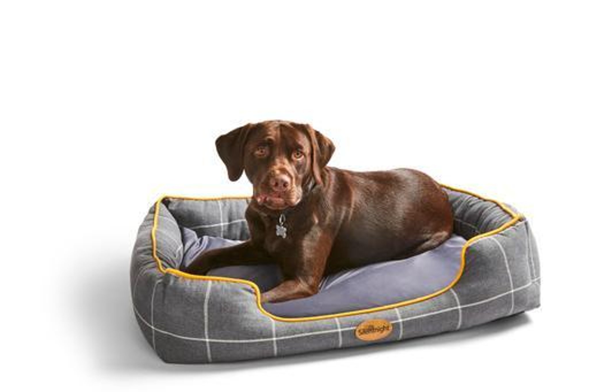 How your pet could become a model for major brand as part of new campaign