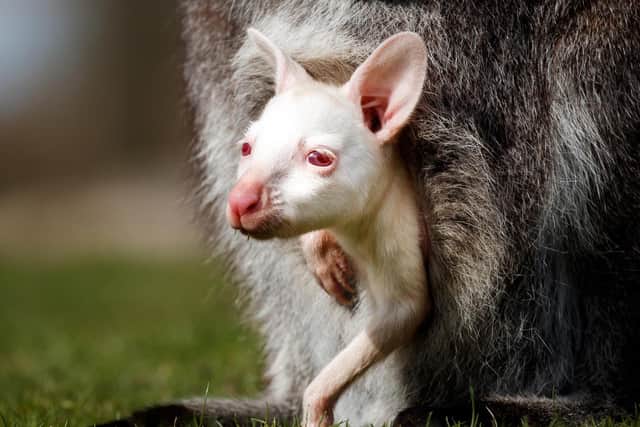 A rare, albino lockdown baby wallaby peers out of its mother's pouch at Yorkshire Wildlife Park